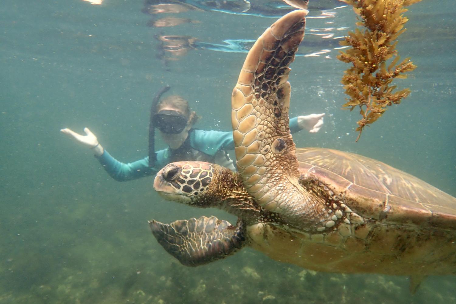 一名<a href='http://web-sitemap.wanyingzy.com'>全球十大赌钱排行app</a>学生在Galápagos群岛游学途中与一只巨龟游泳.